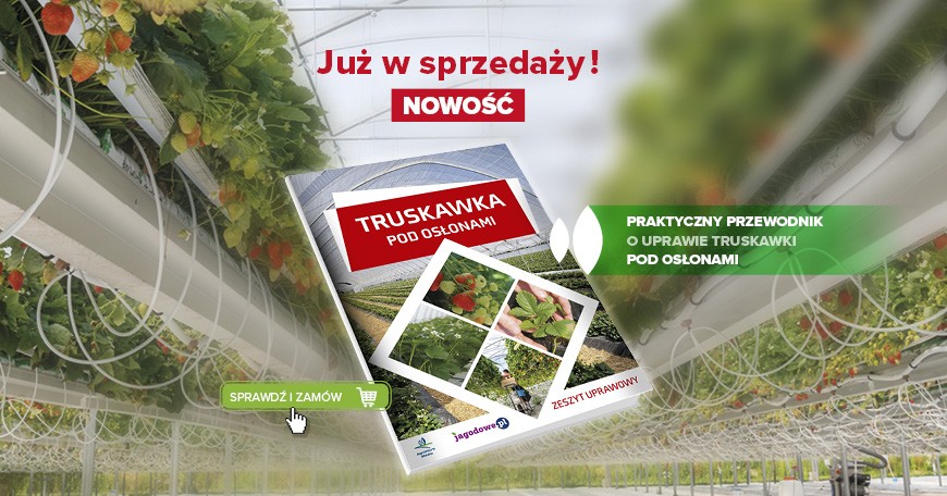 Truskawka pod osłonami